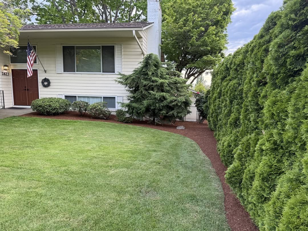 11 Around House Landscaping Ideas for Foundation to Fence 1 Reddish-brown mulch beds curve around a green lawn and evergreen shrubs in front of a white house.
