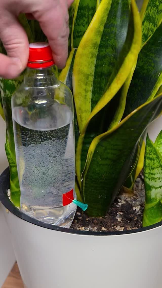 A hand holds a water-filled plastic bottle used for self-watering a potted snake plant.