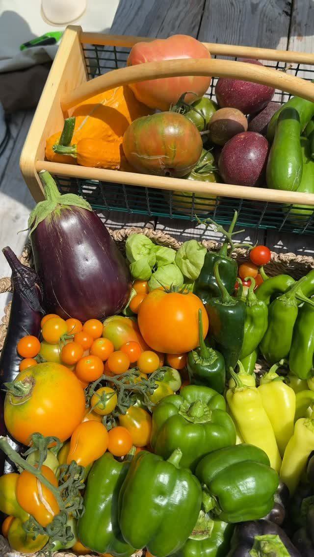 A wooden basket overflowing with fresh harvested vegetables like eggplants, peppers, and tomatoes.