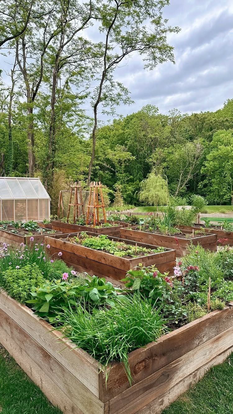 Wooden raised garden beds filled with various green plants and flowers in a backyard garden.