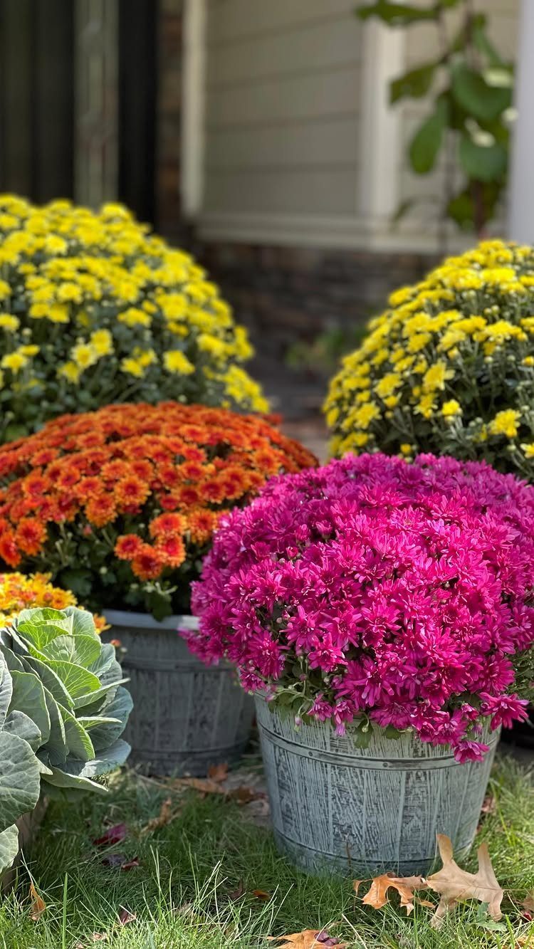 Colorful chrysanthemum flowers in metal buckets arranged on a green lawn near a house.