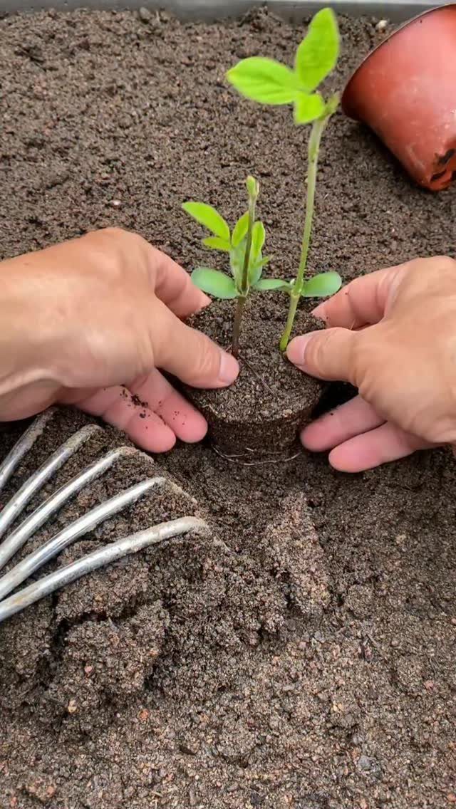 Hands planting a small green seedling into dark, rich garden soil next to a metal fork.