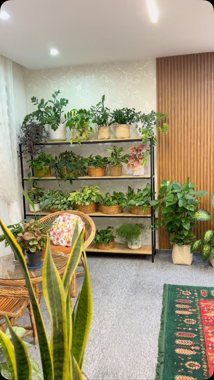 Numerous green potted plants arranged on a black metal shelving unit in a living room.