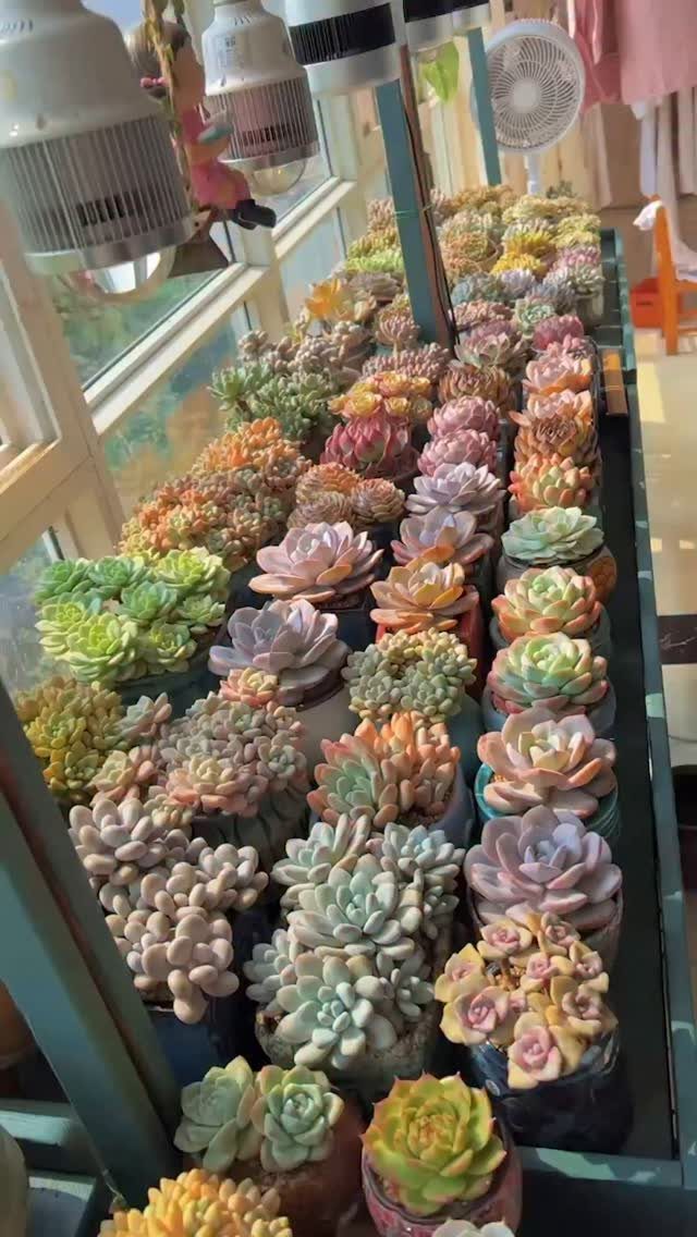 Many colorful succulents in small pots arranged in rows on a teal shelf under grow lights.