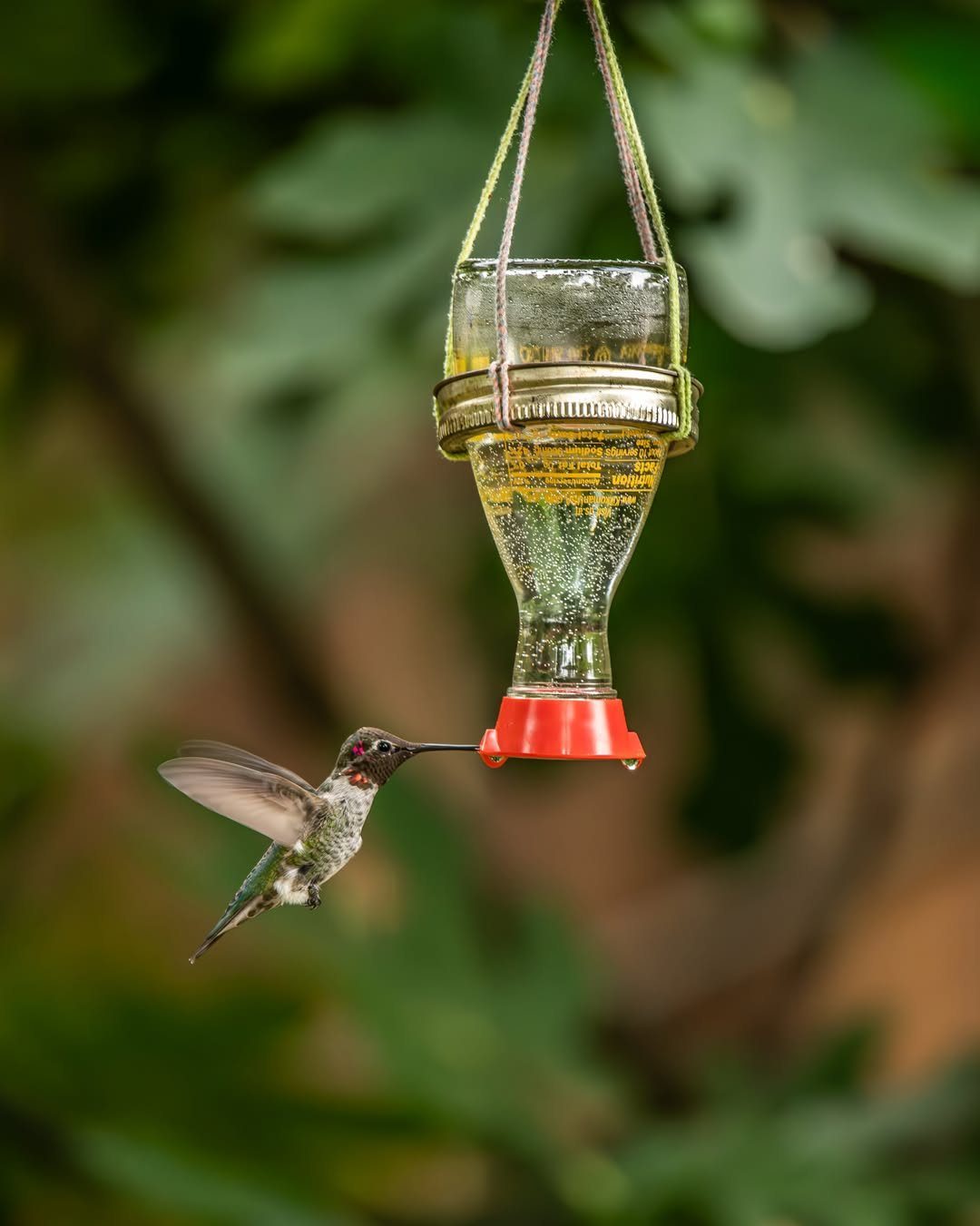 A hummingbird hovers while feeding from a hanging glass bottle feeder in a garden.