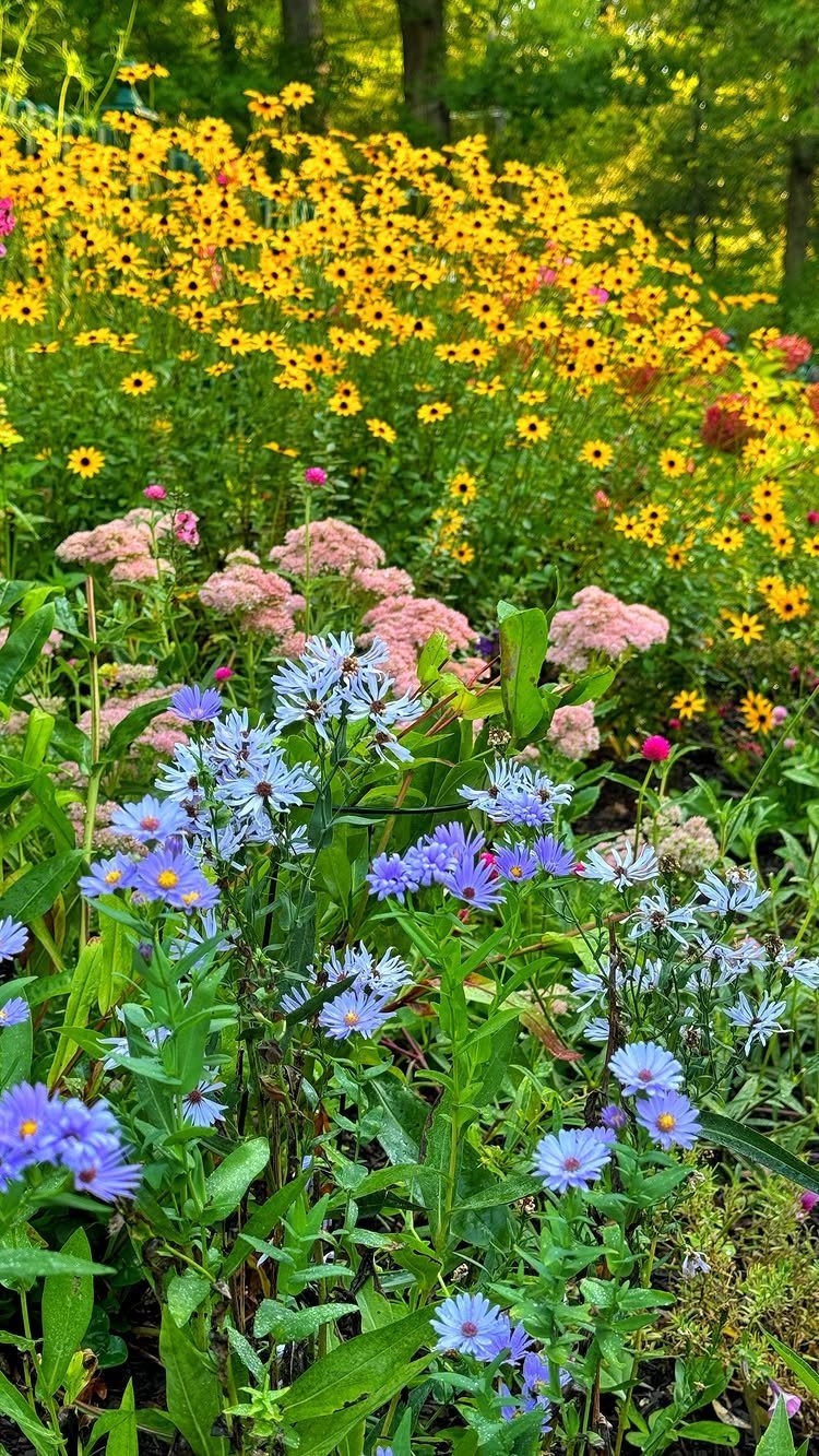 23 Backyard Garden Inspiration Ideas for Any Space 3 Yellow black-eyed Susans, pink yarrow, and blue asters blooming densely in a lush garden.