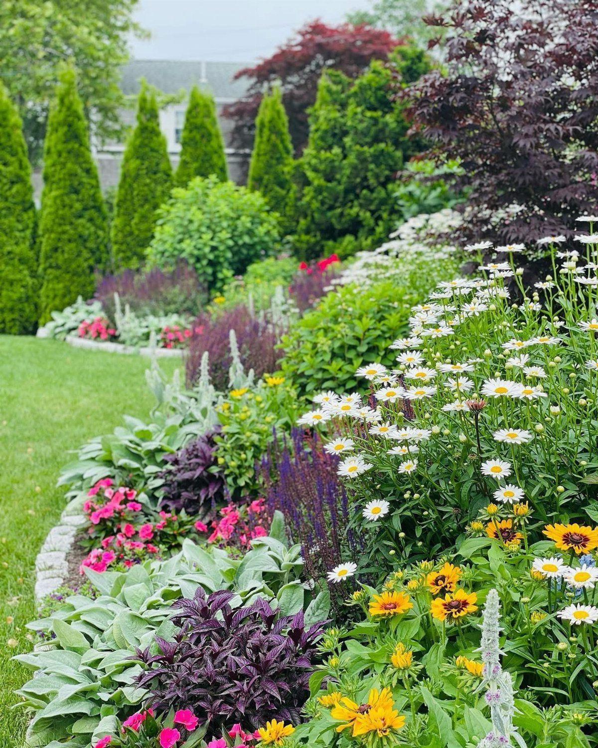 Flowering garden bed with white daisies, yellow flowers, and purple plants set against green shrubs and evergreens.