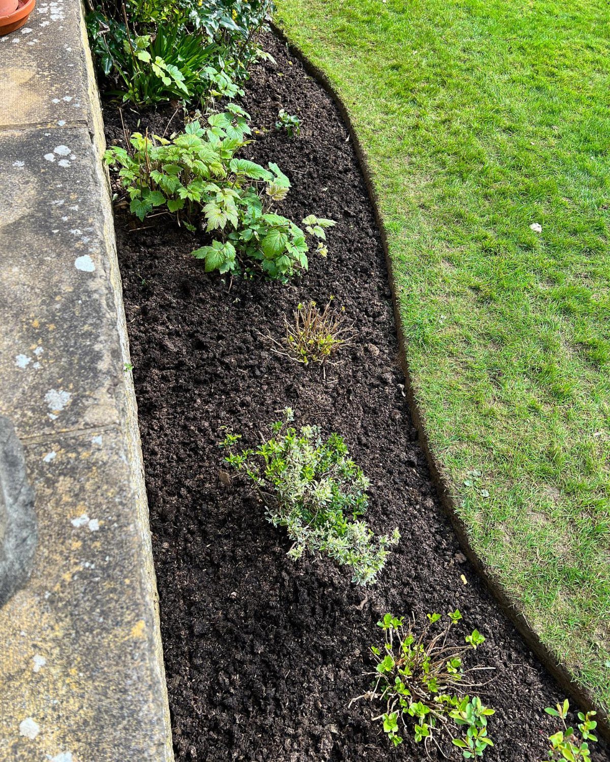 Dark brown mulch covers a curved garden bed containing various small green plants and shrubs.