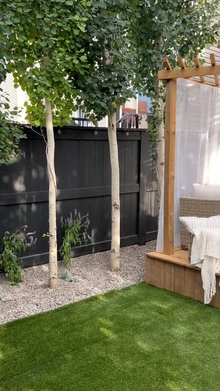 Slender deciduous trees with green foliage planted in gravel next to a dark fence and wooden pergola.