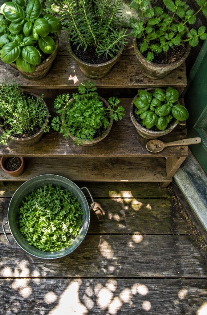 Potted herbs, including basil and parsley, arranged for easy access.
