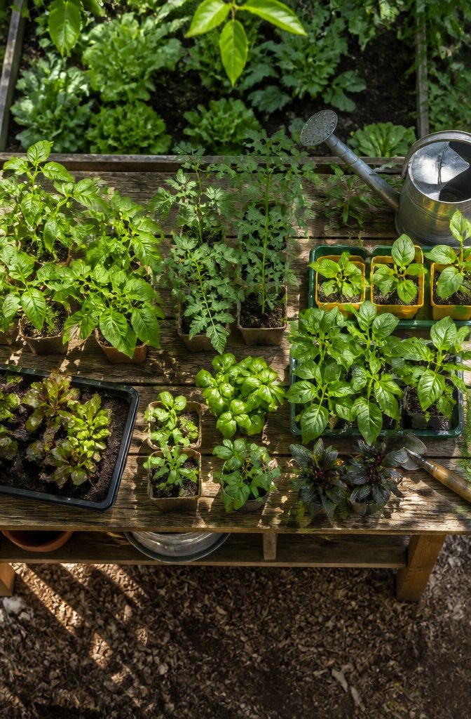 Various vegetables including beets, broccoli, and lettuce in a cart.