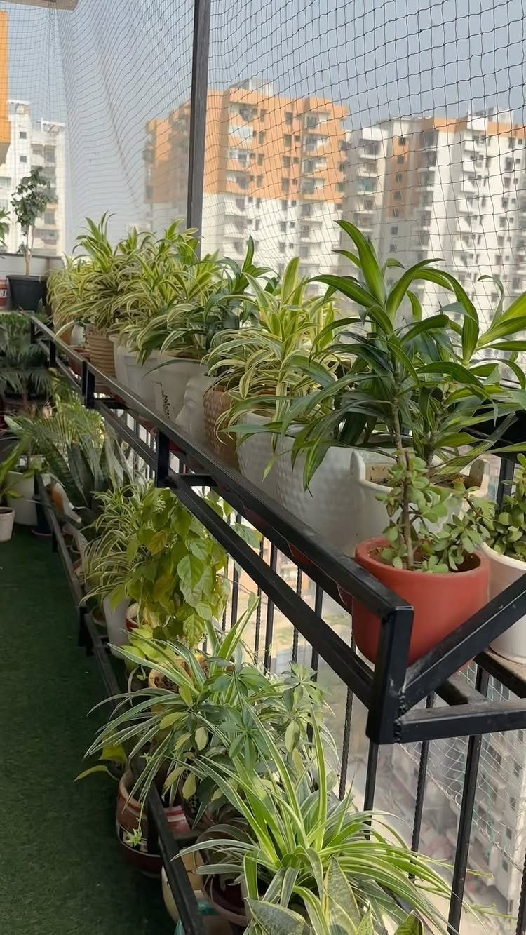 Green potted plants arranged on black metal shelves along a balcony overlooking city buildings.