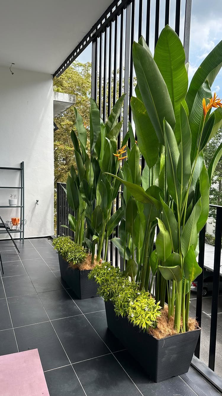 Tall tropical plants with orange flowers and shorter green shrubs in black planters on a balcony.