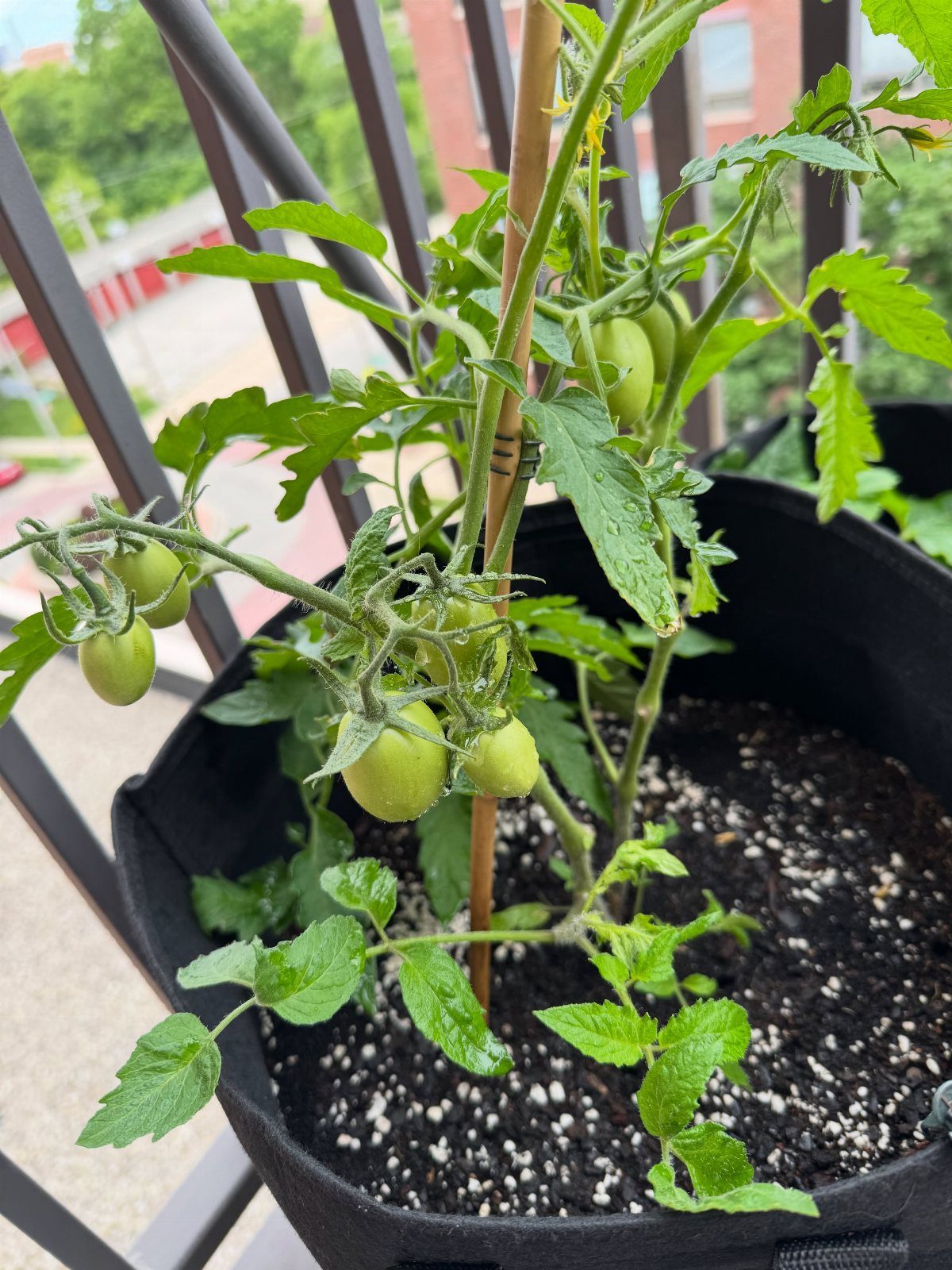 Green tomato plant with unripe fruit growing in a black fabric container on a balcony.