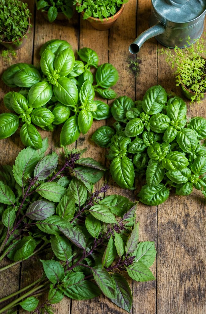 Basil Plant Care: A Guide to Growing, Watering and Harvesting 7 A selection of basil varieties, including Genovese and Thai basil.