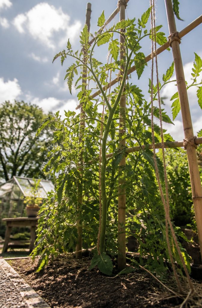 Best Way to Stake Tomato Plants: Stakes, Weave and Trellis Explained 5 A healthy tomato plant with multiple ties along its stem.