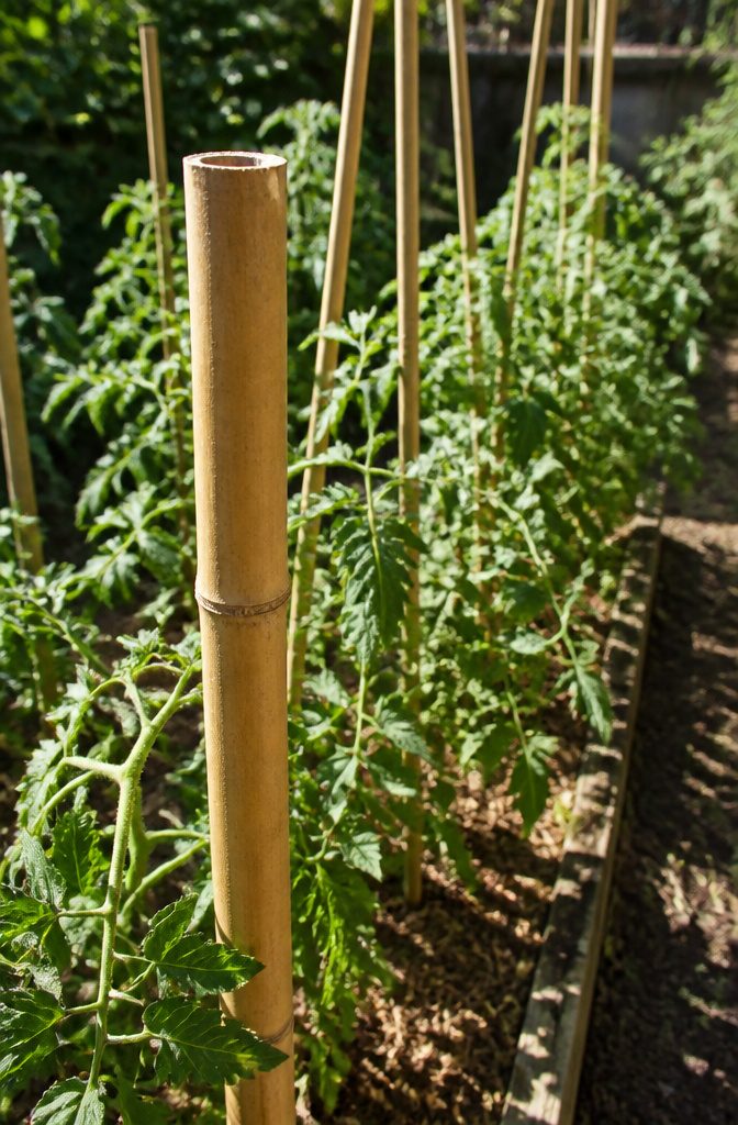 Best Way to Stake Tomato Plants: Stakes, Weave and Trellis Explained 10 A collection of bamboo stakes standing tall in a vegetable garden.