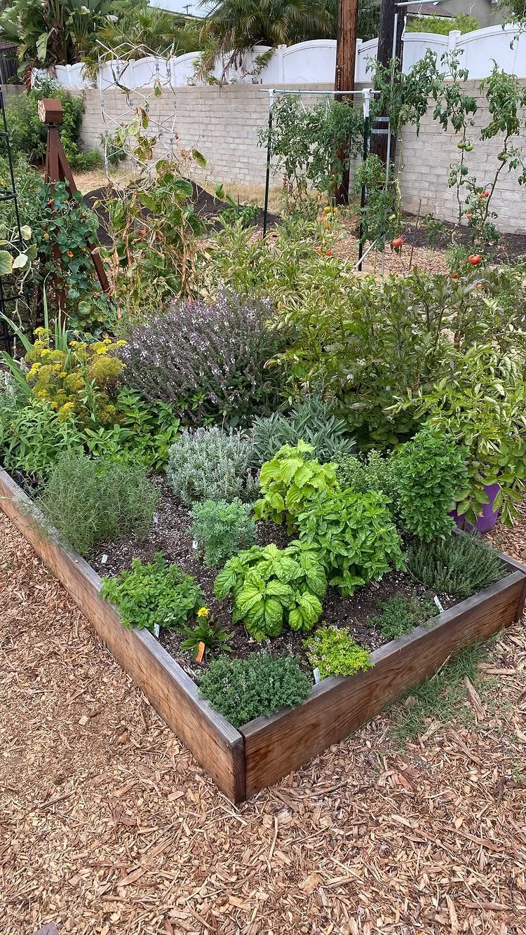 A wooden raised garden bed overflowing with various lush green herbs in a backyard setting.