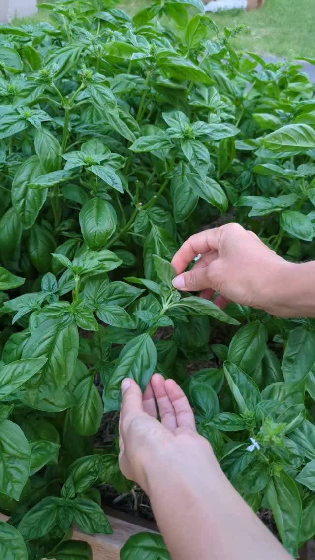 Hands reaching into a dense green basil plant to harvest fresh leaves in a garden.