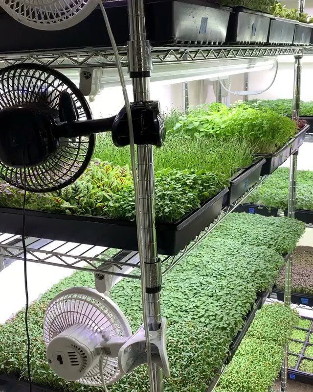 Green herb seedlings growing in black trays on metal shelves with electric fans.