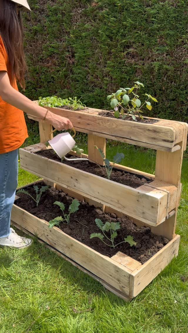 A person watering small green plants growing in a tiered wooden planter box outdoors.