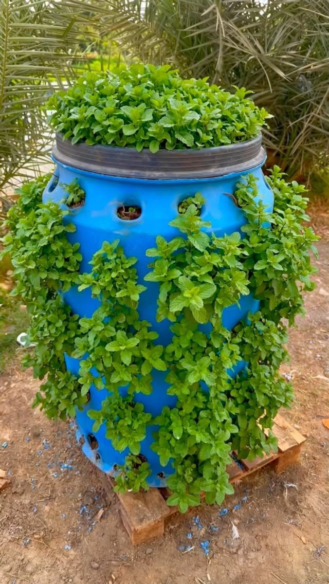 Green mint plants growing out of a blue plastic barrel planter on a wooden pallet.