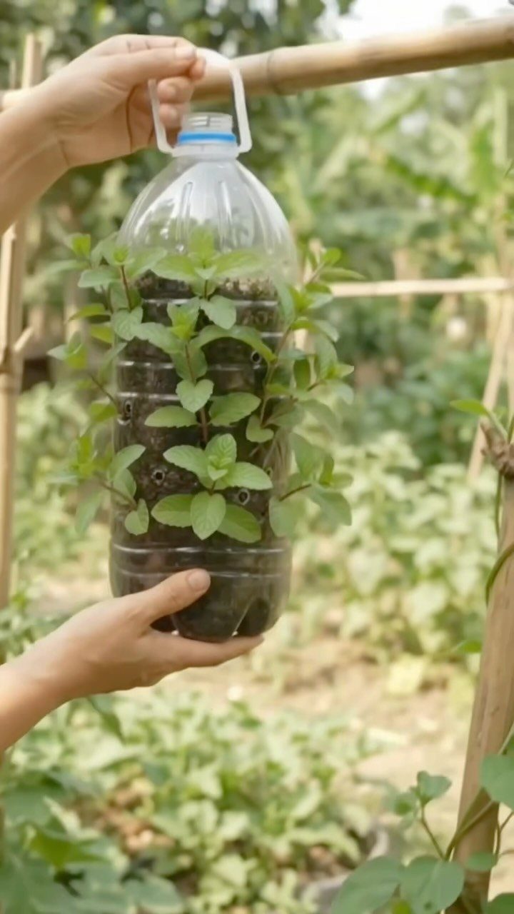 Hands holding a clear plastic bottle repurposed as a vertical planter with green leafy herbs growing from it.