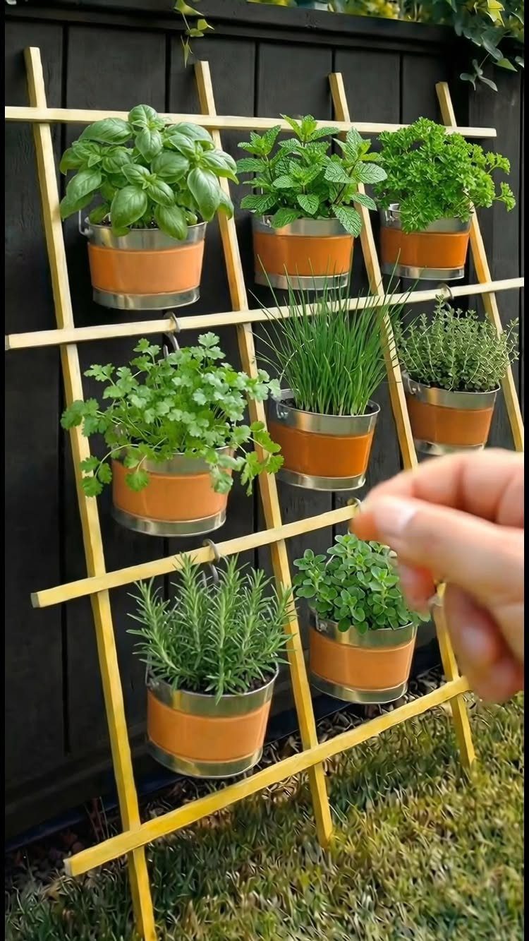 Various green herbs growing in metal tins mounted on a wooden trellis against a dark fence.