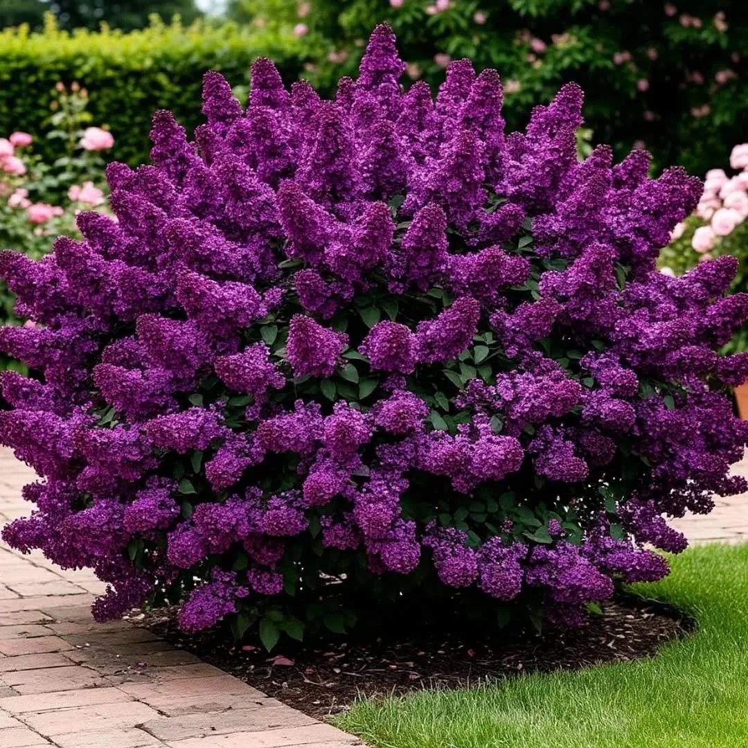 19 DIY Landscaping Ideas on a Budget for Any Yard 12 Large purple flowering shrub planted in a garden bed next to a brick path.