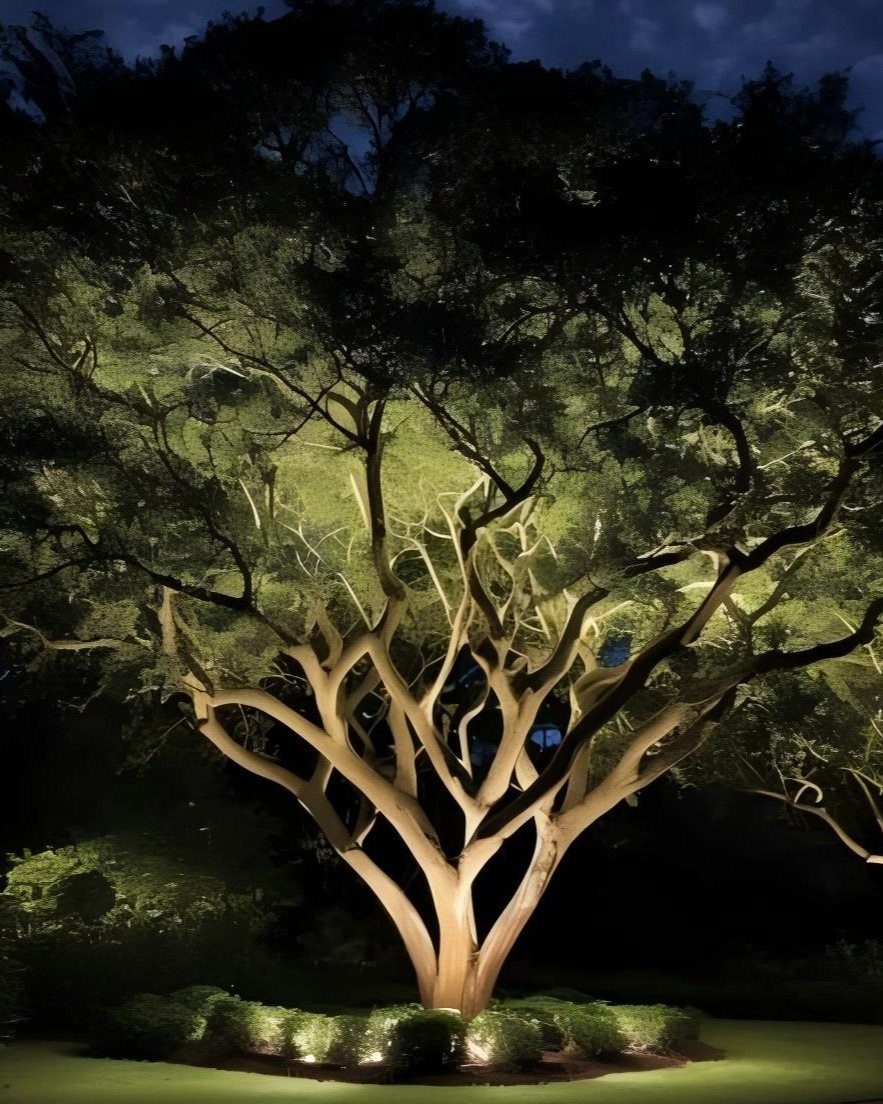 19 DIY Landscaping Ideas on a Budget for Any Yard 9 Illuminated tree with multiple trunks glowing under warm landscape lighting at night.