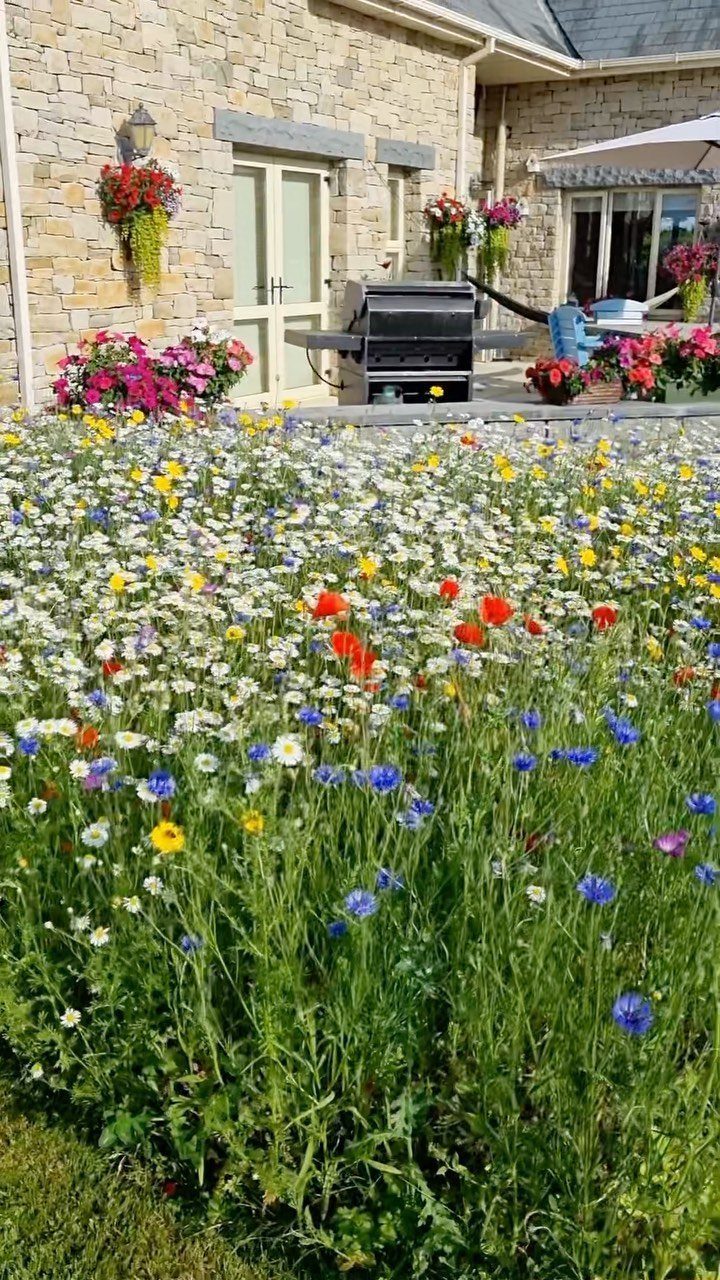 18 Farmhouse Backyard Ideas with Fire Pits, Herb Gardens & Outdoor Kitchens 10 Colorful wildflowers including daisies, poppies, and cornflowers growing in a dense border against a stone house.