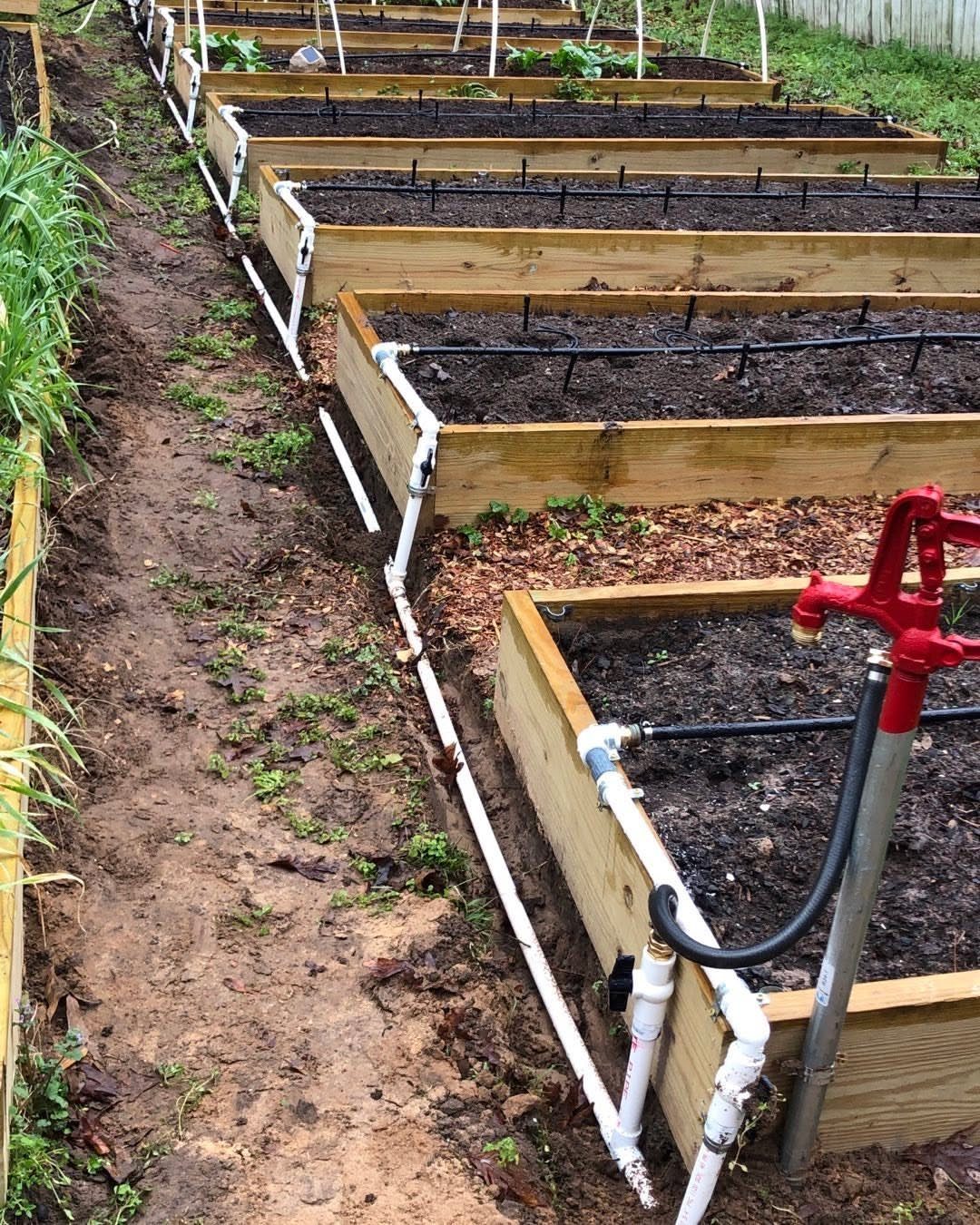 Wooden raised garden beds with black drip irrigation tubing installed across the dark soil.