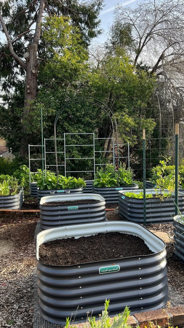 Galvanized metal raised garden beds filled with soil and green plants in a backyard setting.