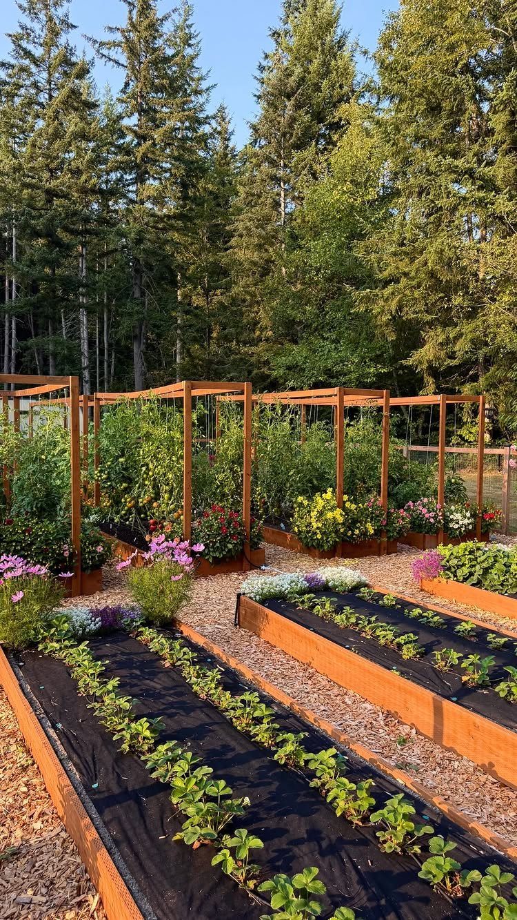 Rectangular wooden raised garden beds with rows of small green plants growing in black fabric.