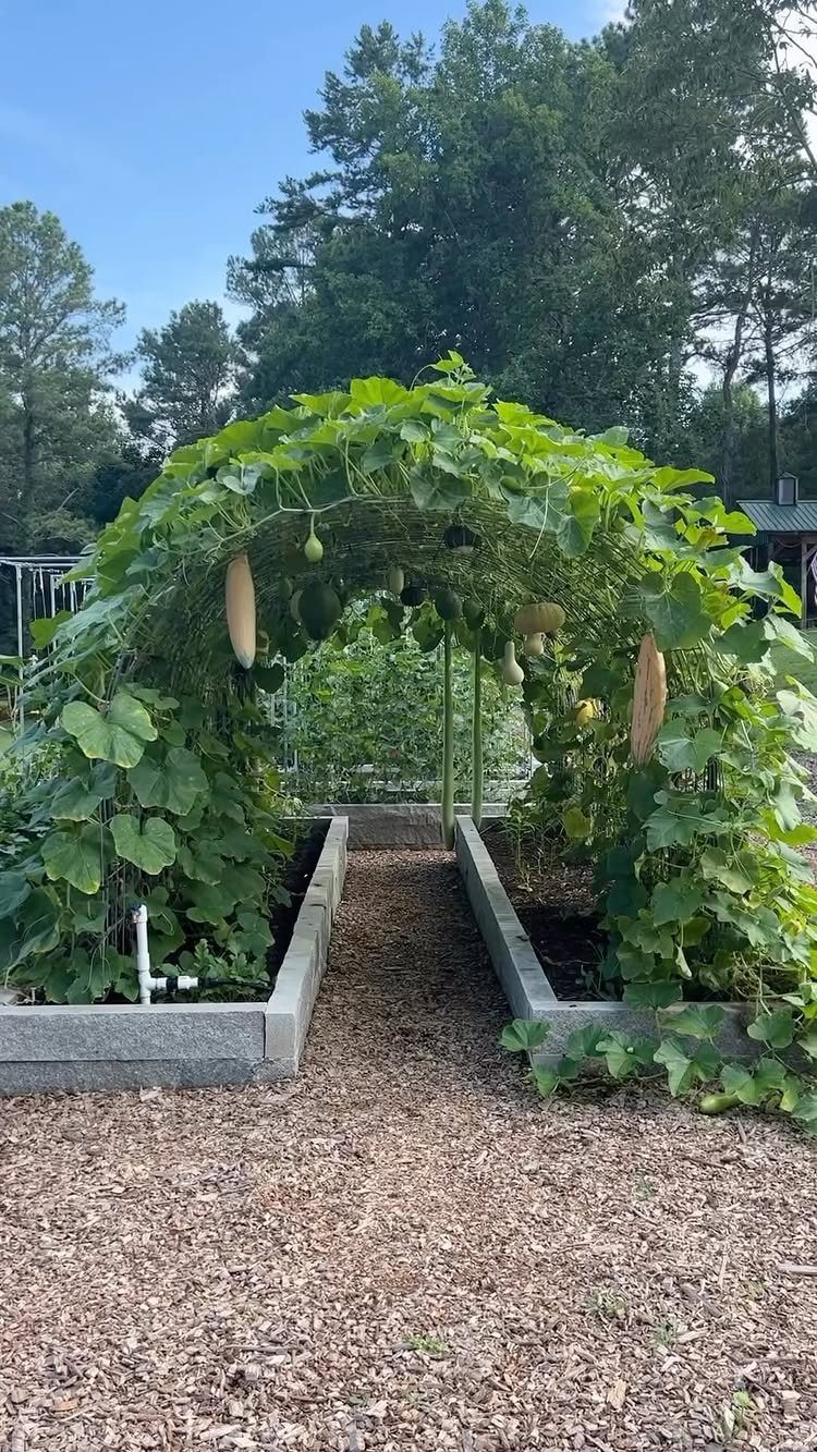 Vines with hanging gourds grow over an archway between two grey raised garden beds.