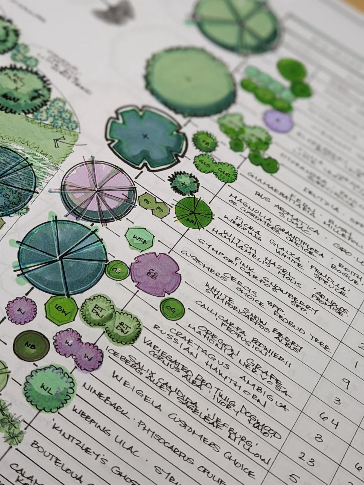 Garden Design Drawing: 11 Layouts and Sketches to Try 6 Hand-drawn garden planting plan with colorful watercolor circles and handwritten botanical plant names on paper.