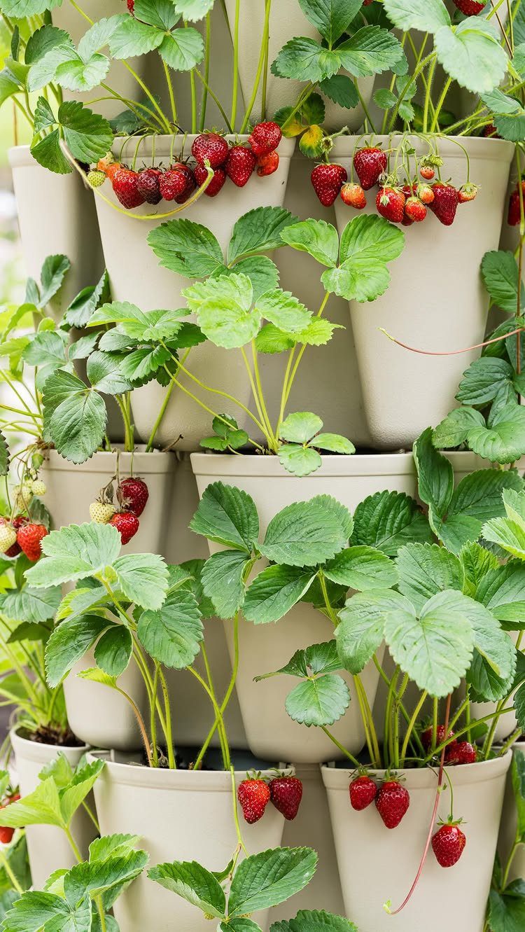 Green strawberry plants with ripe red fruit growing in stacked beige vertical planters.