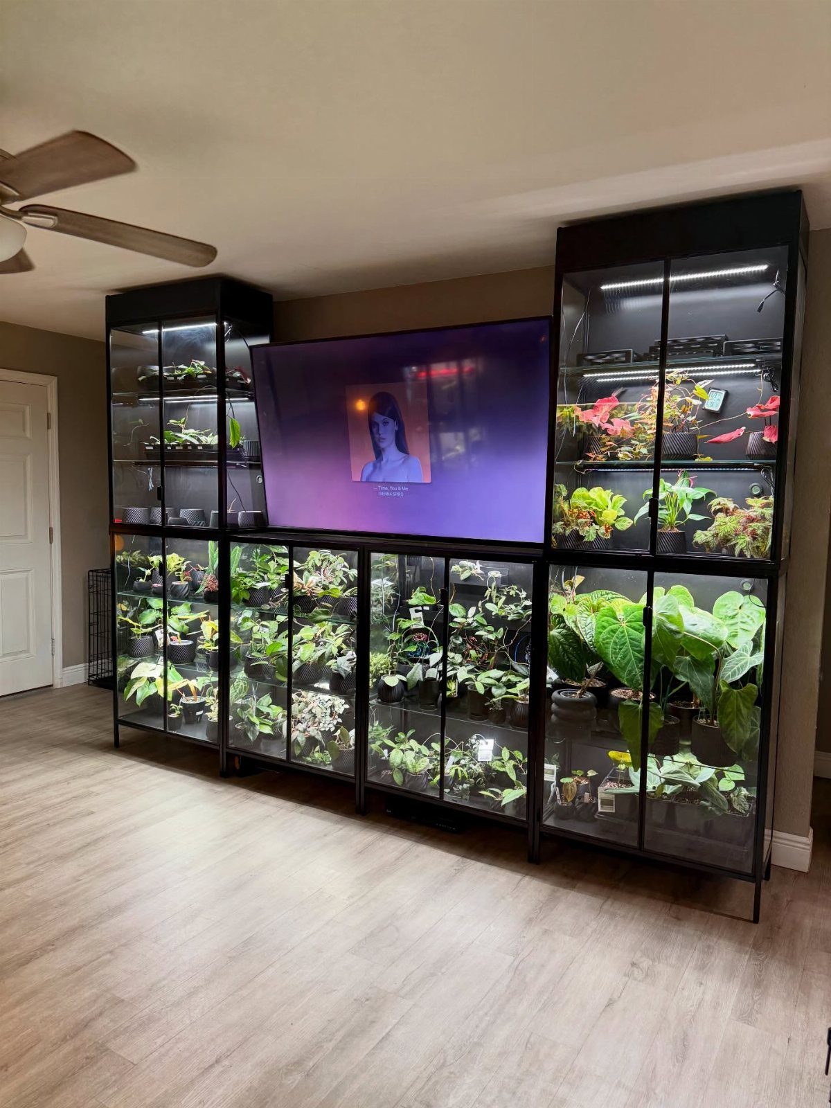 Two black glass display cabinets filled with green plants flanking a large television.