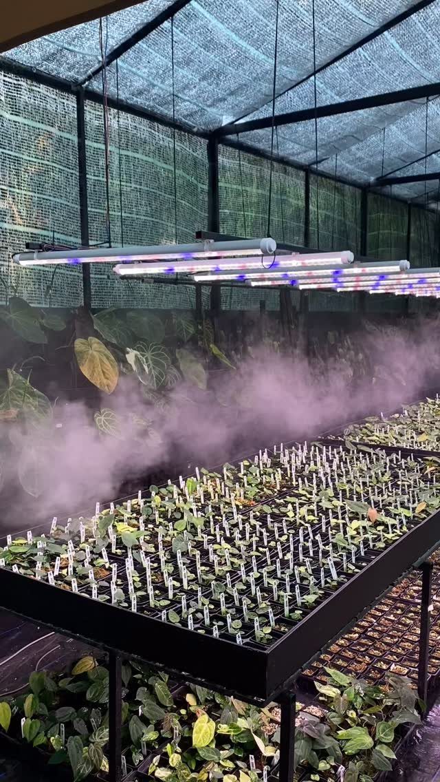 Small green seedlings in trays under grow lights with mist drifting through a greenhouse structure.