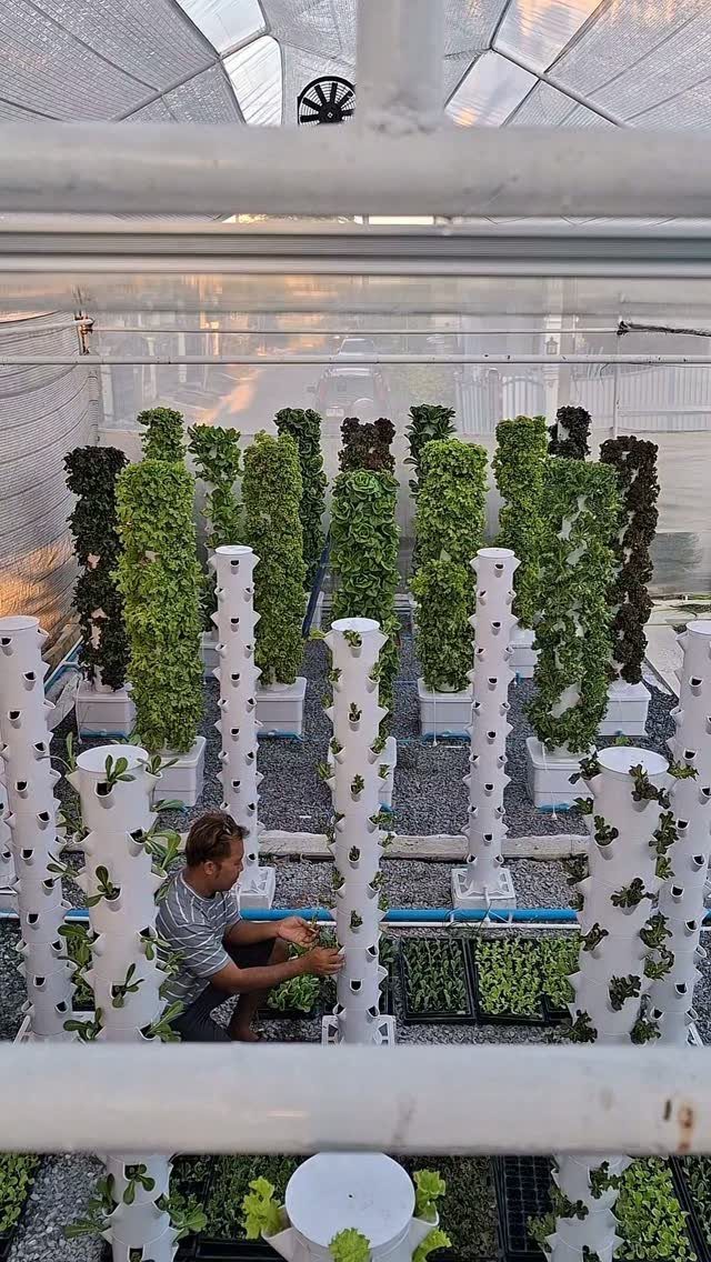 A man tending to vertical hydroponic towers growing green leafy plants inside a greenhouse.