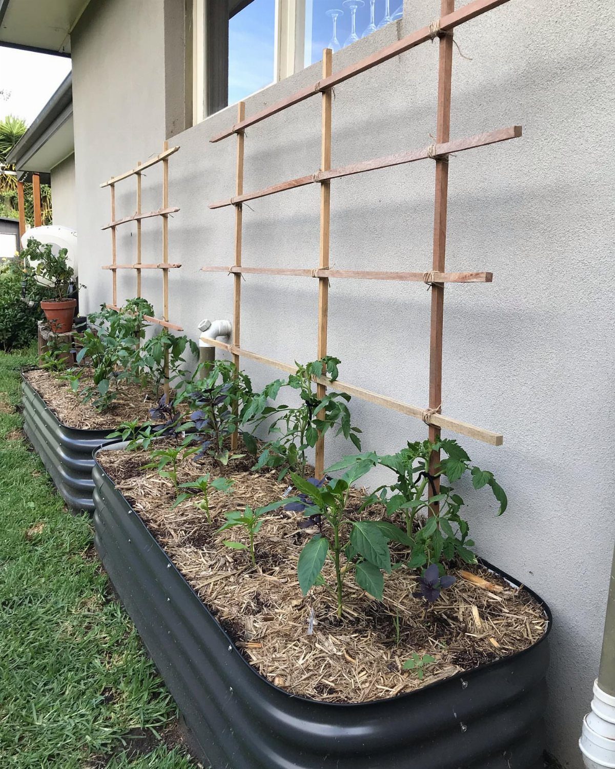 5 Raised Garden Beds with Fence: Ideas from Mesh to Full Enclosure 1 Green plants growing in metal raised garden beds with tall wooden trellises against a wall.