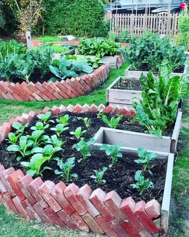 Red brick and wooden raised garden beds filled with lush green leafy vegetable plants.