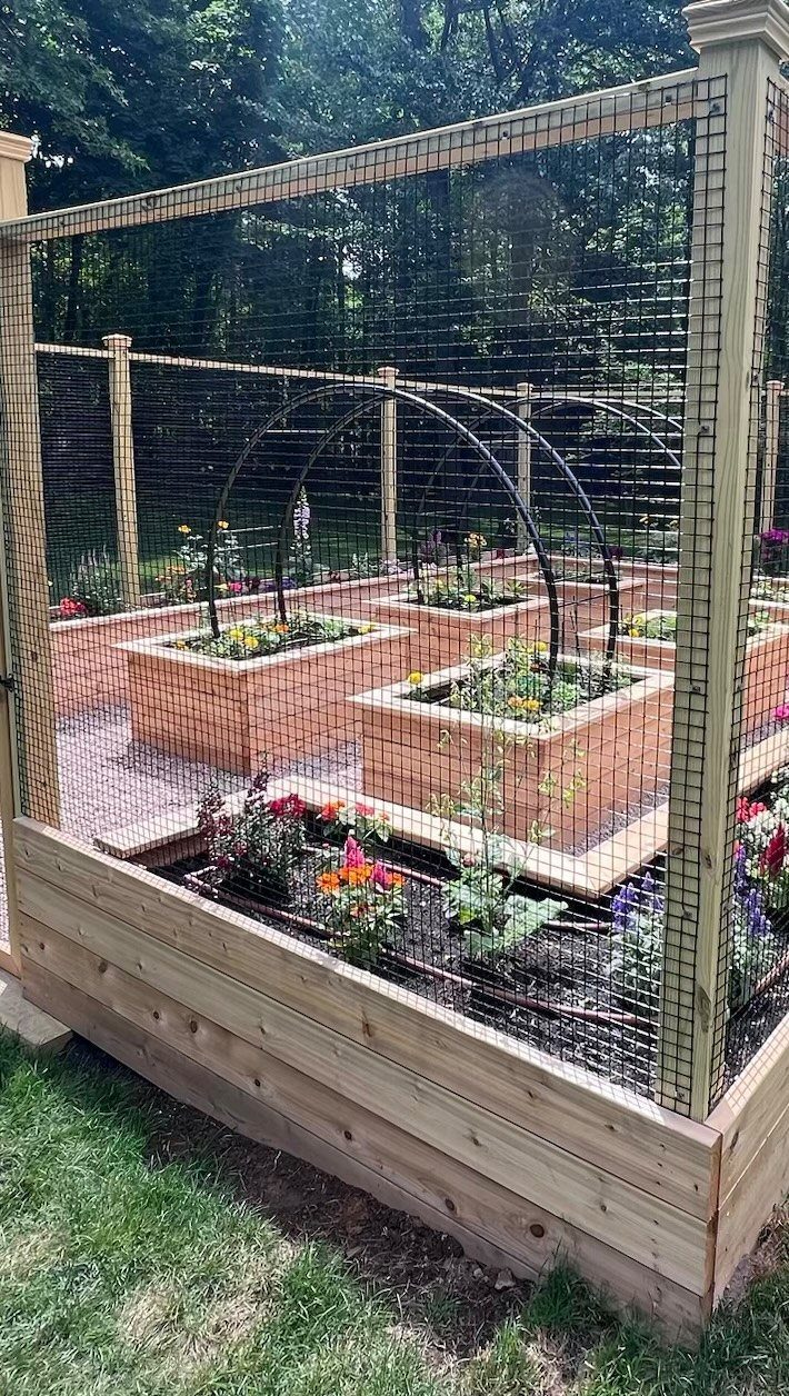 Wooden raised garden beds with various plants inside a large wire mesh enclosure.