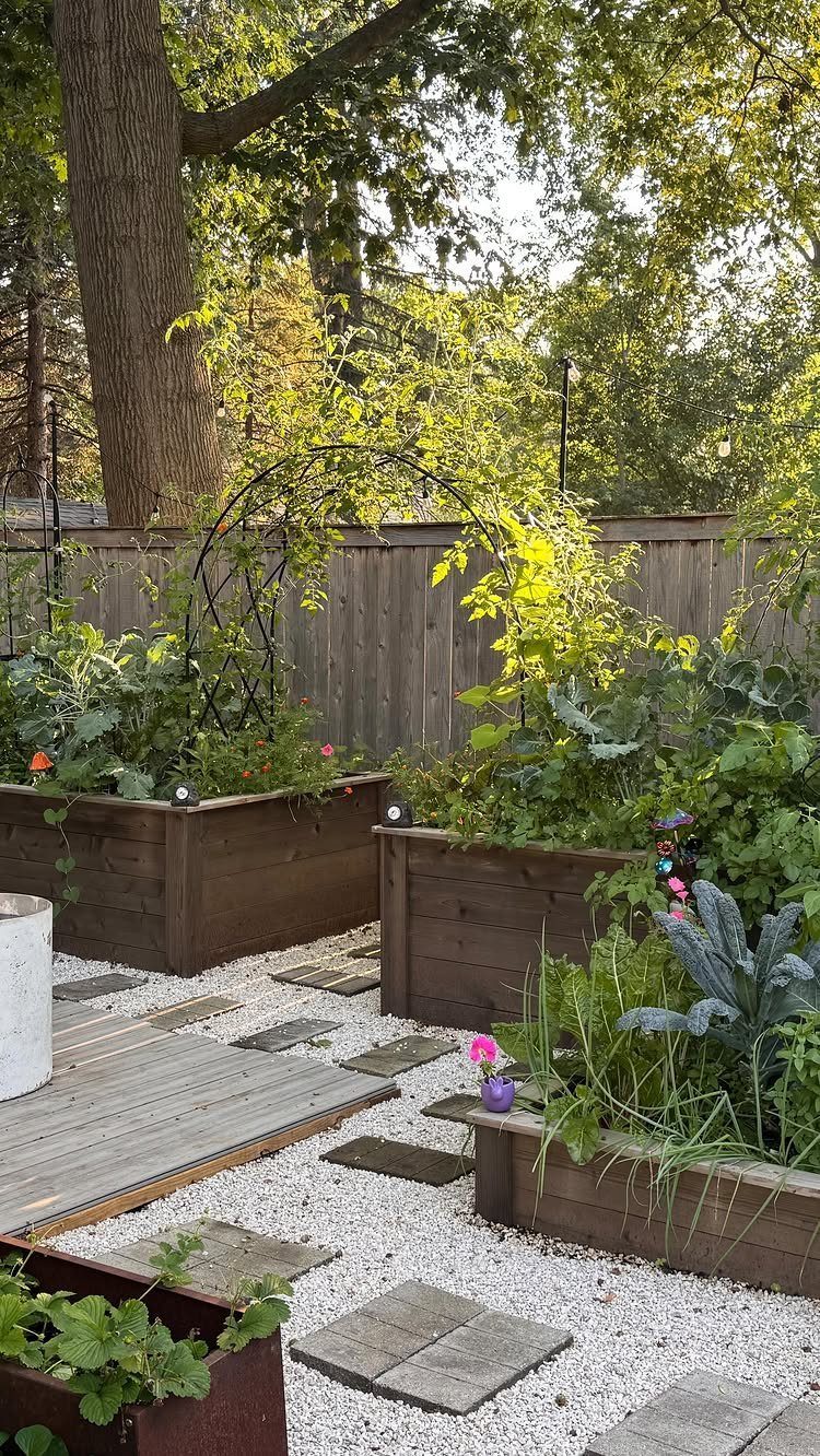 Wooden raised garden beds filled with green vegetables sit on white gravel with stepping stones.