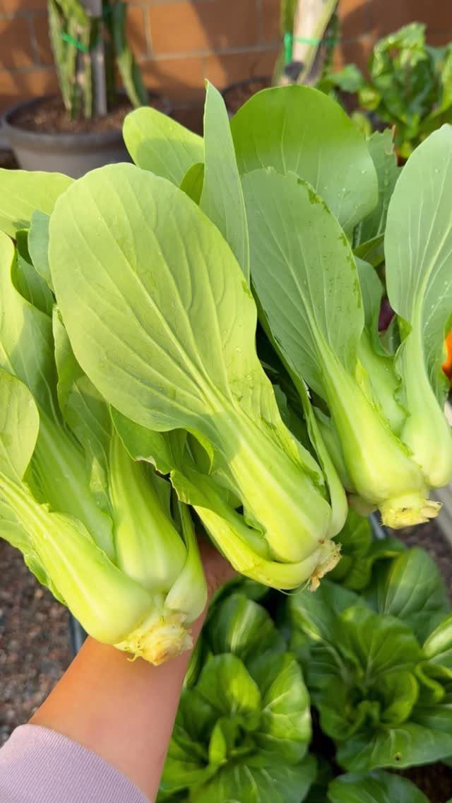 A person holding a large bunch of freshly harvested green bok choy plants.