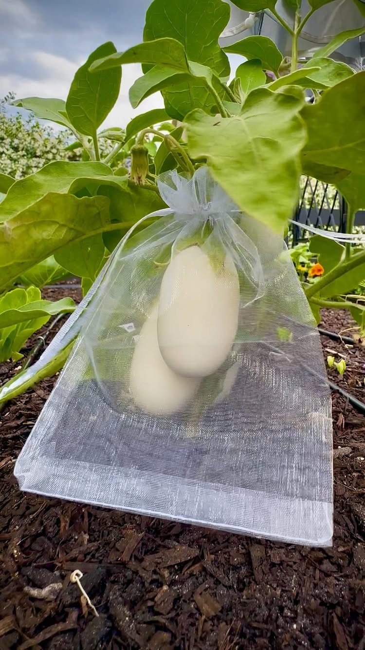 A white mesh bag containing two eggs tied to a green plant stem in a garden.