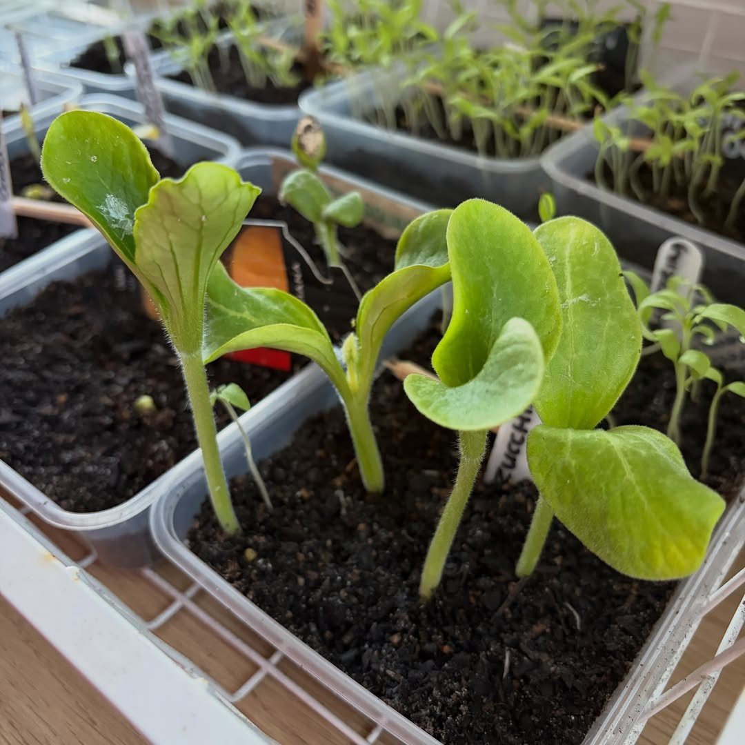 Green seedlings growing in plastic starter trays filled with dark soil on a white rack.