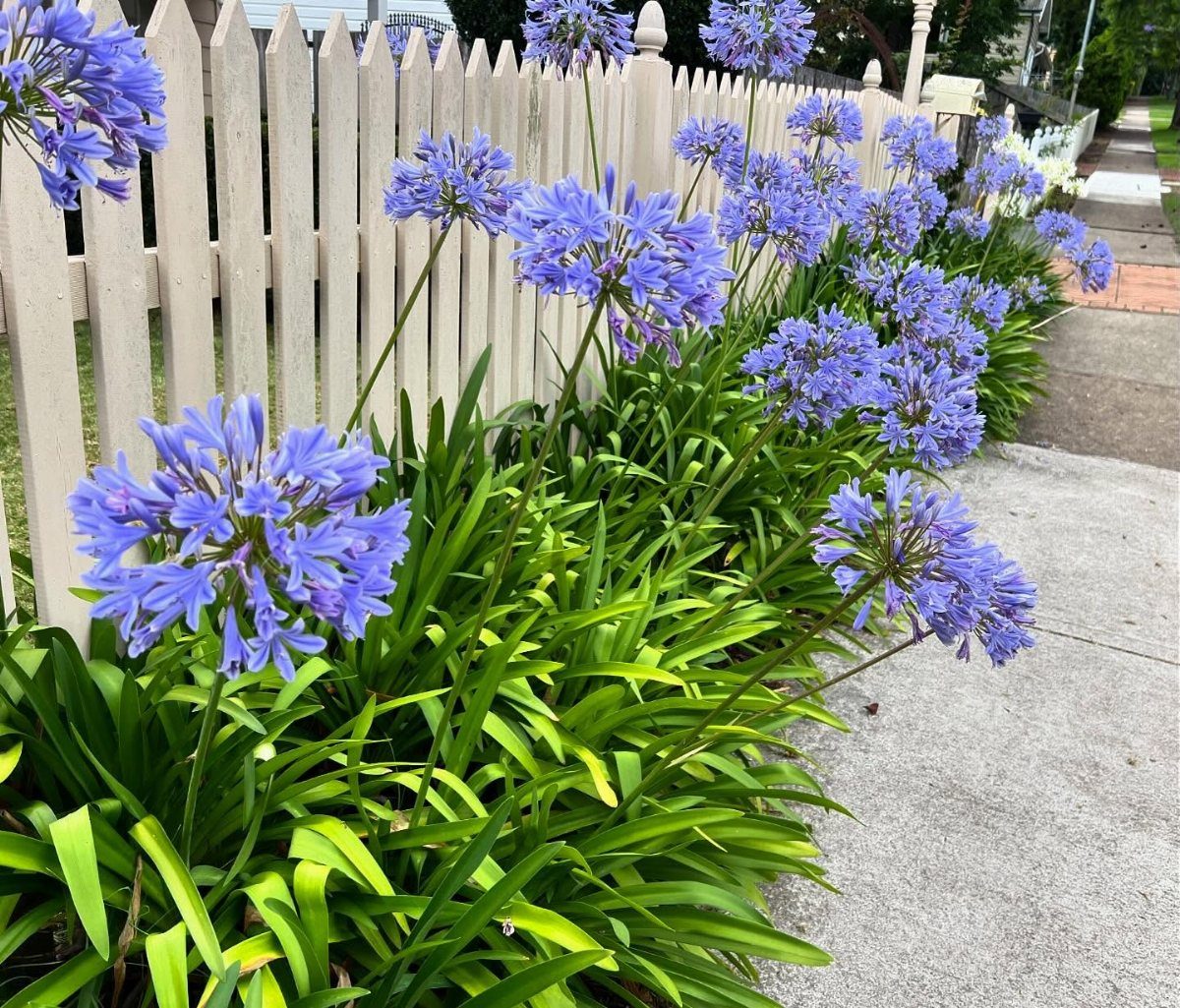 Blue Agapanthus flowers blooming in a narrow garden border next to a white picket fence.