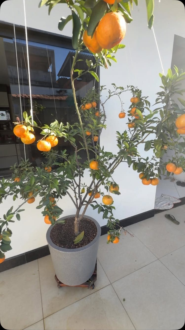 A citrus tree laden with ripe oranges growing in a large grey pot on a patio.