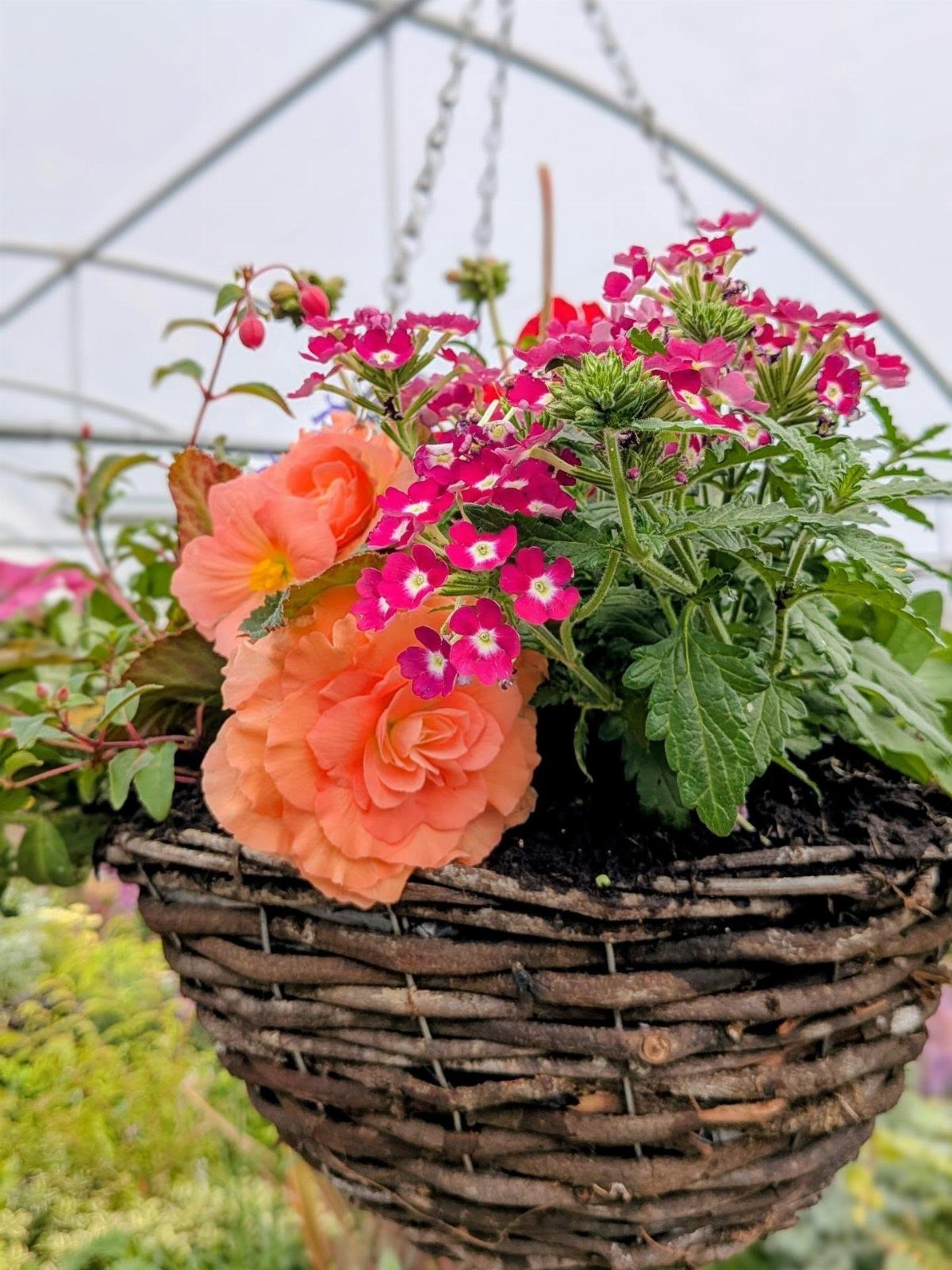 Pink and peach flowers blooming inside a dark wicker hanging basket suspended by chains.